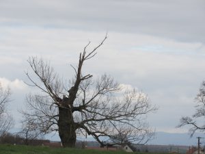 arbre-cassé-Karim-TATAI-Strasbourg